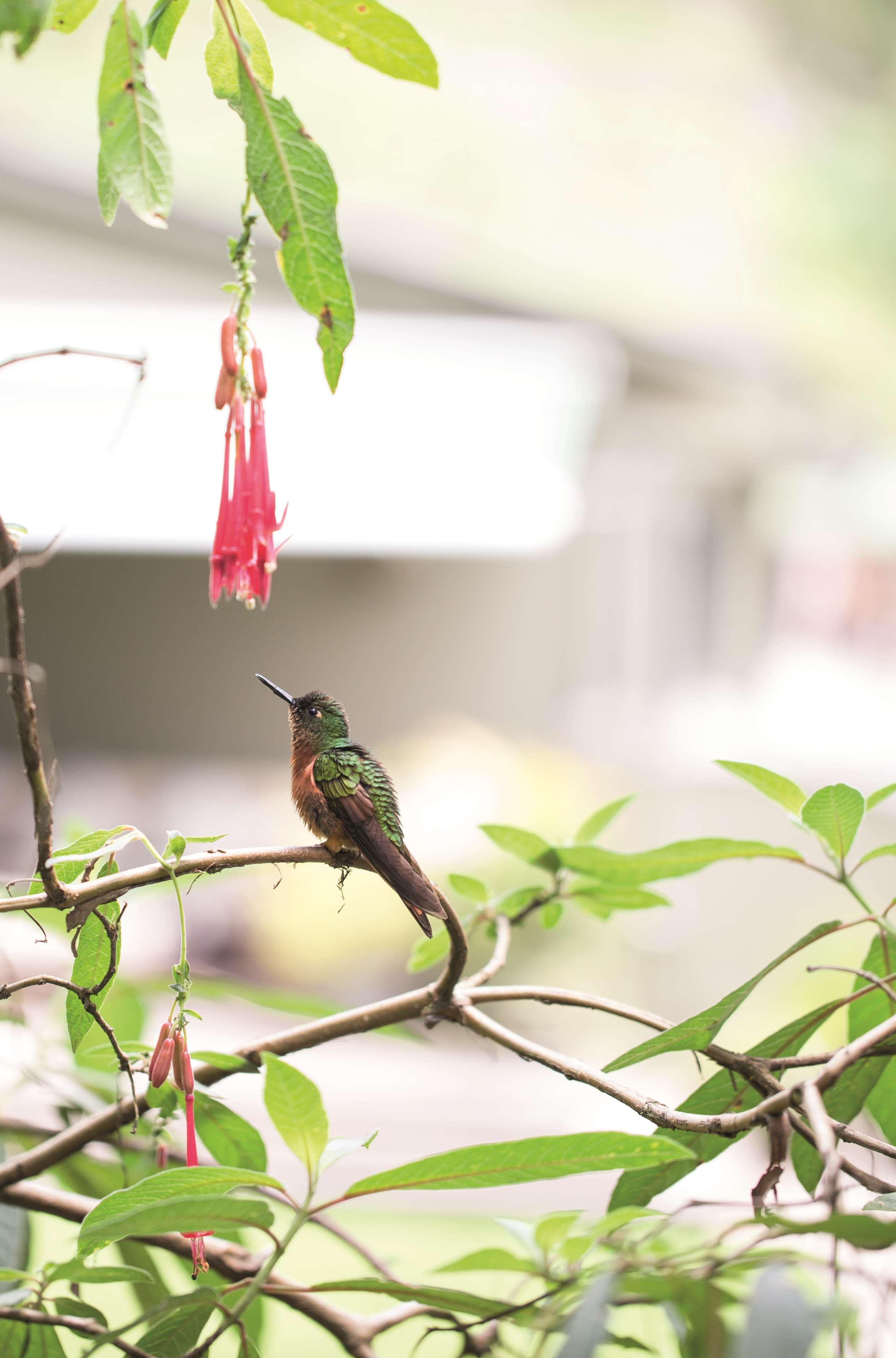 Sanctuary Lodge, A Belmond Hotel, マチュピチュ エクステリア 写真